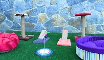 patilee-kedi-konaklama-03