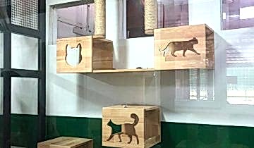 patilee-kedi-konaklama-04