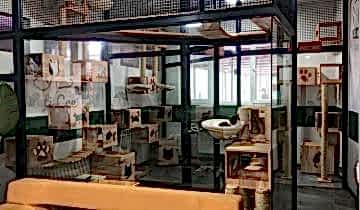 patilee-kedi-konaklama-07